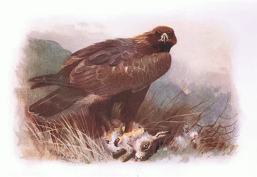 Steinadler, aus Britische Vögel, veröffentlicht von Longmans, 1932